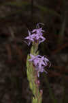 Chapman's blazing star